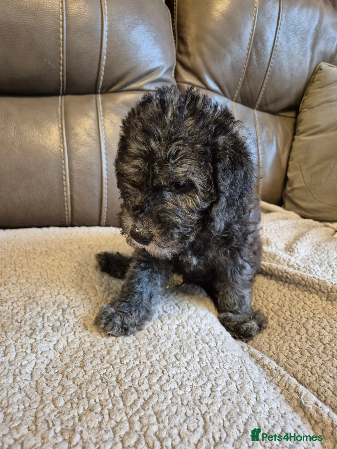 Bedlington Terrier dogs for sale: Bedlington Terrier pups - Advert 2