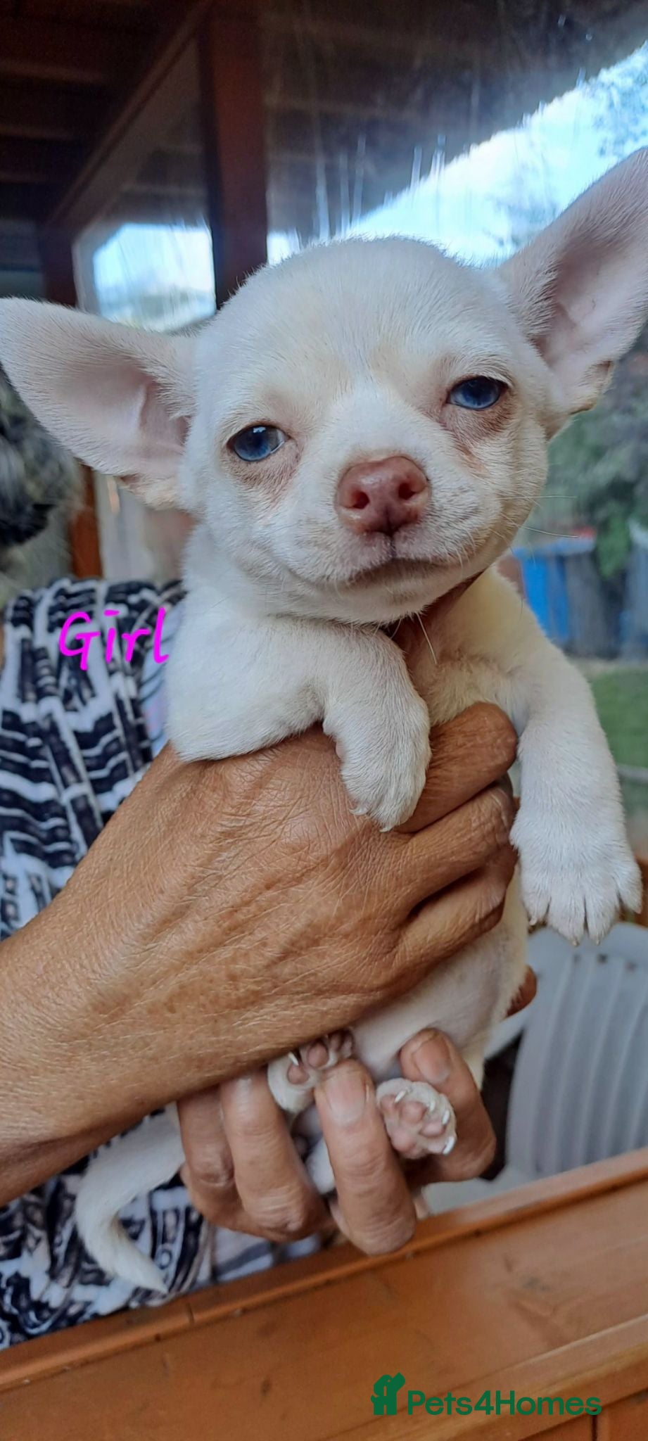 Chihuahua dogs One beautiful blue eyed chihuahua girl left - Advert 1