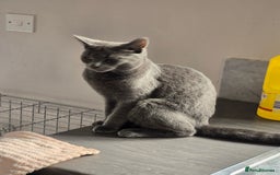 Mixed Breed cats for sale: Male mixed bristish short haired  - Image 1