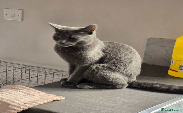 Mixed Breed cats - Advert 15