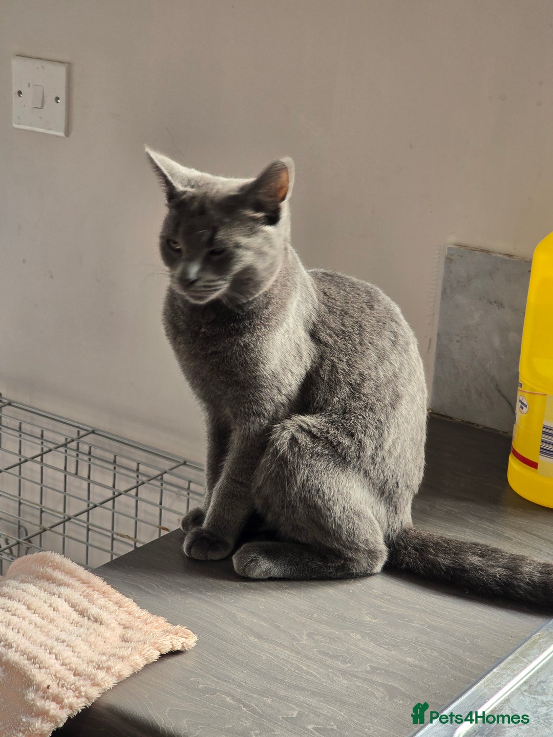 Mixed Breed cats for sale: Male mixed bristish short haired  - Image 1