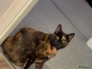 Mixed Breed cats Kittens - Advert 1