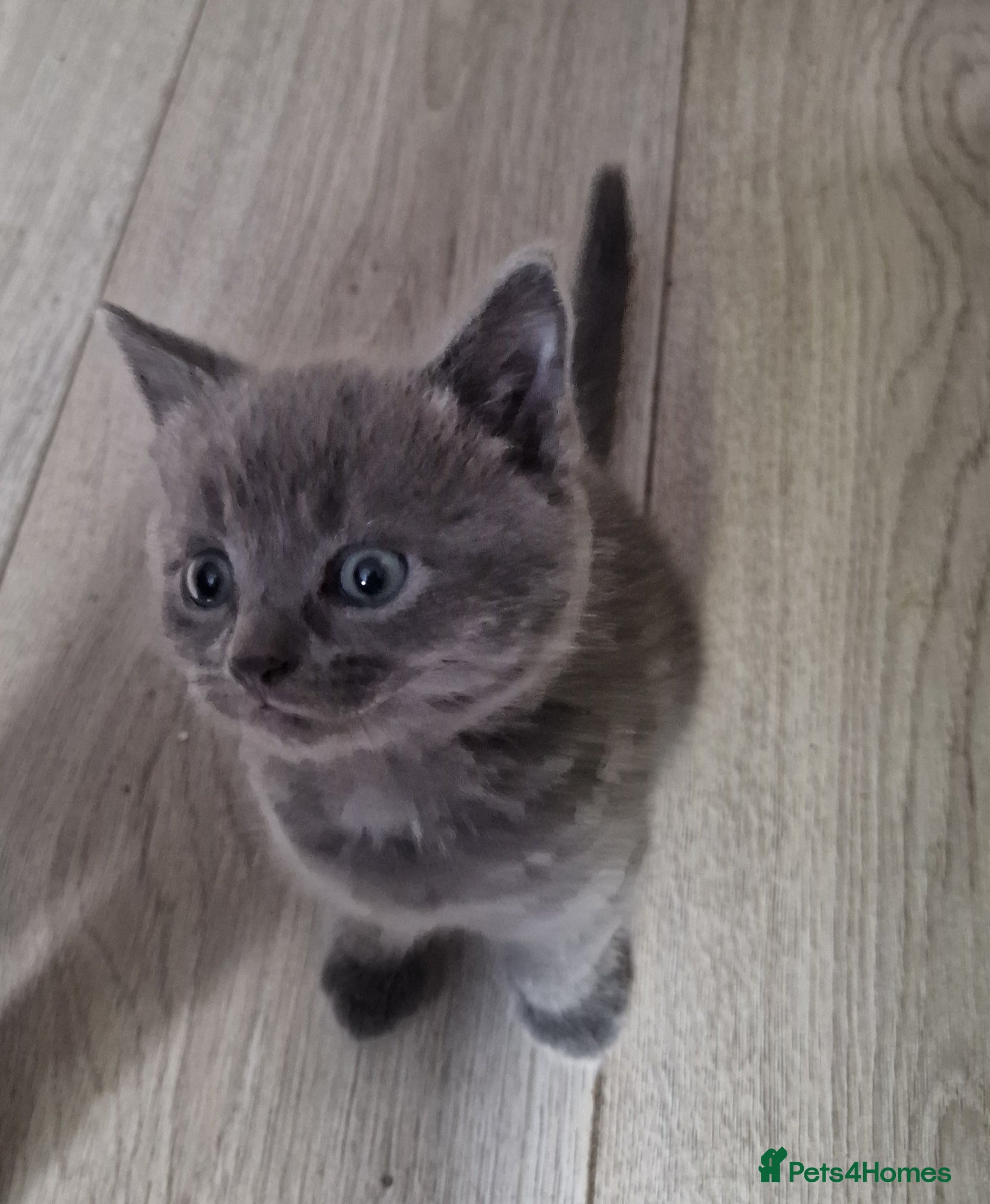 Scottish Fold cats Kittens everywhere! - Advert 2
