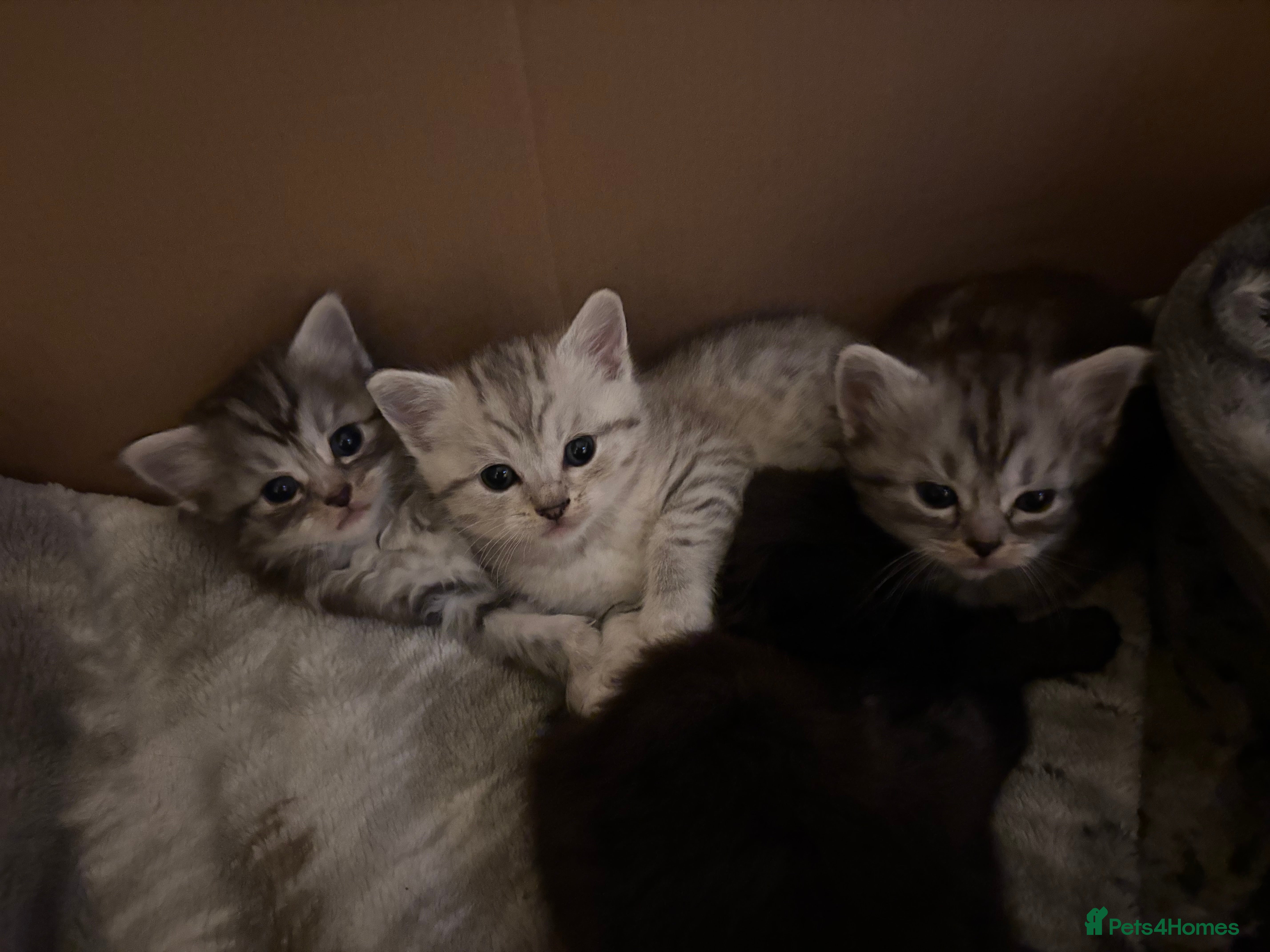 Mixed Breed cats Mixed breed kittens- ragdoll and tabby - Advert 15
