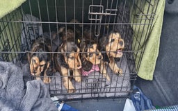 Cocker Spaniel dogs for sale: Adorable Sable Cocker Spaniel Puppies  - Image 13