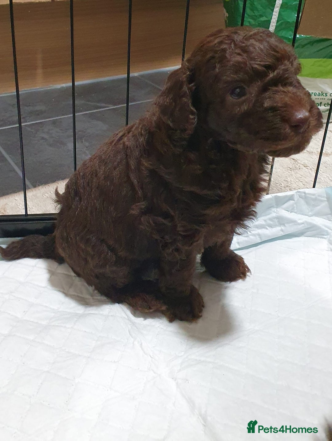 Toy Poodle dogs for sale: Gorgeous toypoodles - Image 3