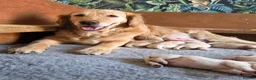 Golden Retriever dogs for sale: 7 KC registered Golden Retriever puppies available - Advert 1