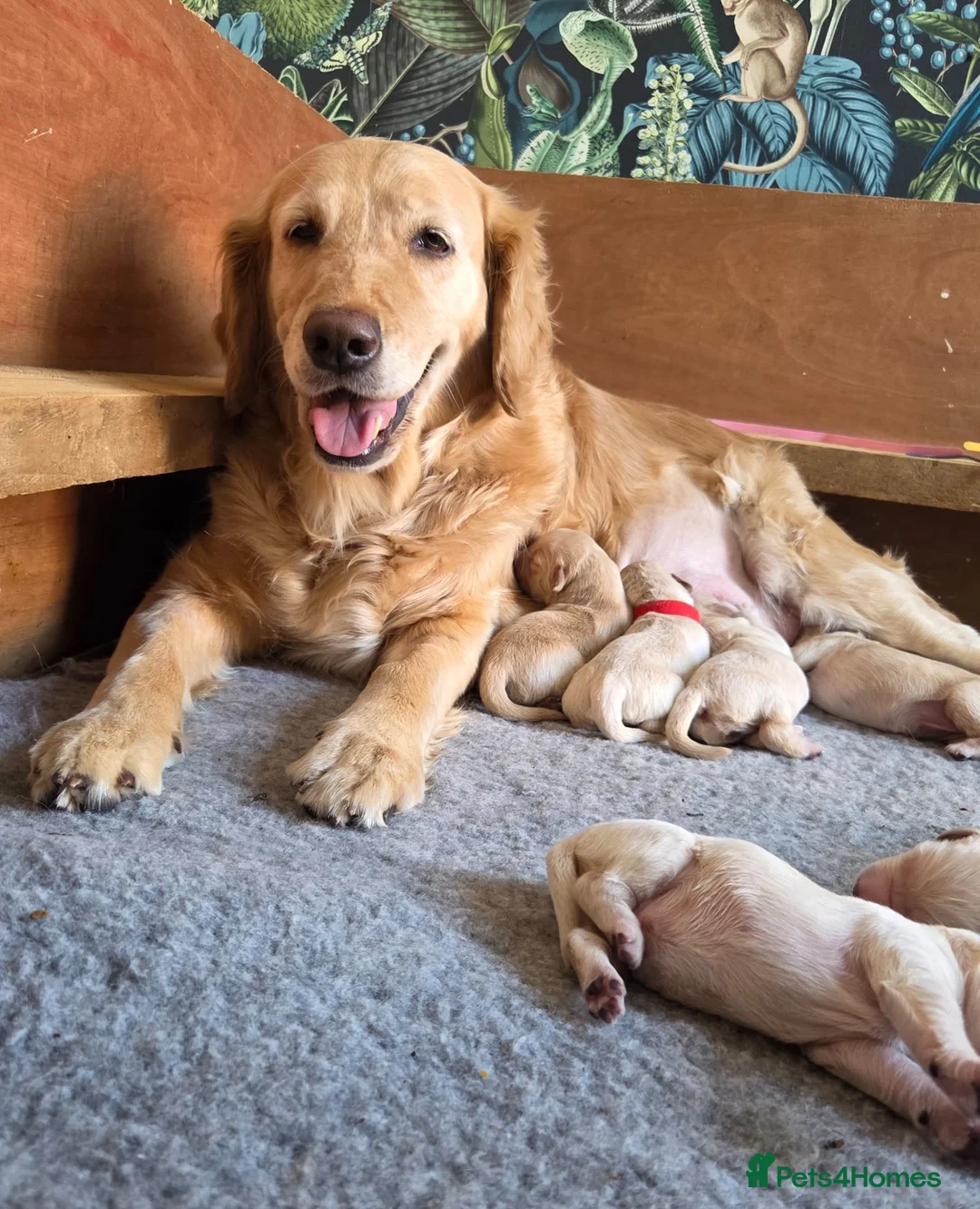 Golden Retriever dogs for sale: 7 KC registered Golden Retriever puppies available - Advert 1