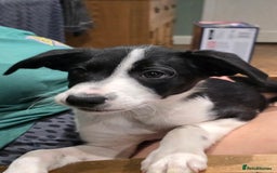 Mixed Breed dogs for sale: 2 Female Collie pups for sale - Advert 4