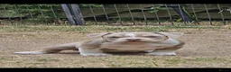 American Bully dogs for sale: Cowboyline pocket bullies (11 weeks old) - Advert 15