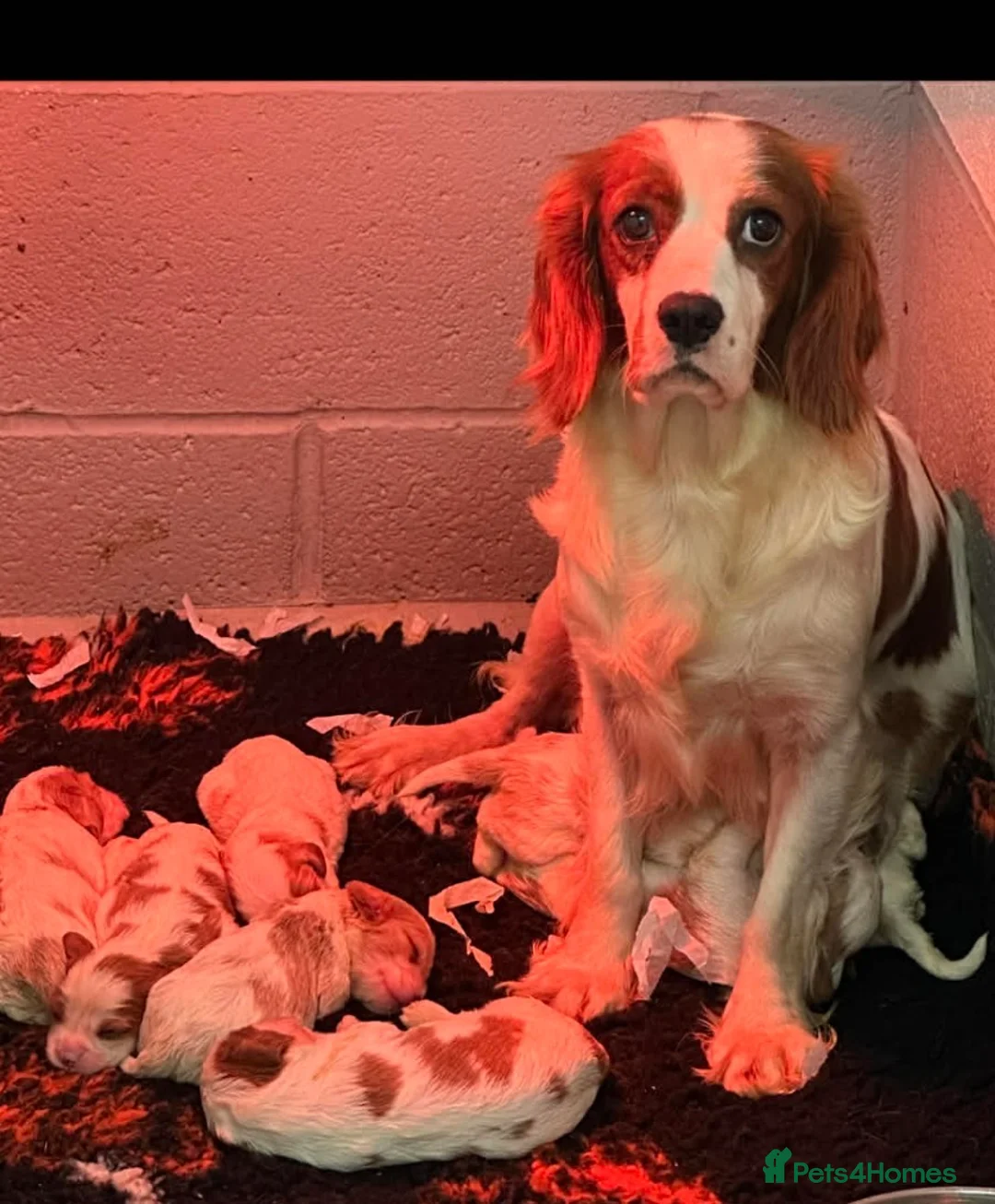 Cavalier King Charles Spaniel dogs for sale: KC. DNA Clear Stunning cavalier pups - Advert 7