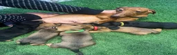 Miniature Dachshund dogs for sale: Beautiful Puppies in Sheffield - Advert 1