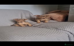 Jack Russell dogs for sale: Miniature jack Russell's only 3 available now - Image 33