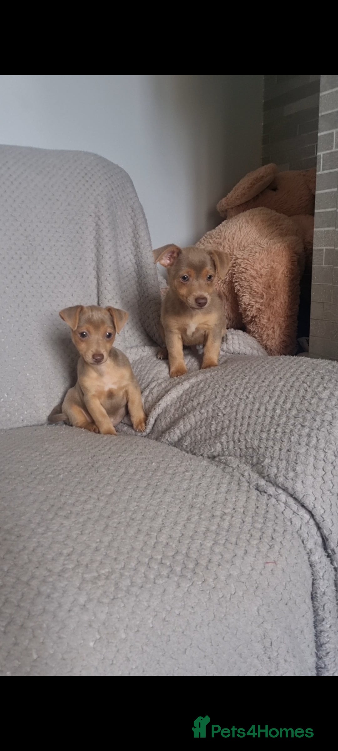 Jack Russell dogs for sale: Miniature jack Russell's only 3 available now - Image 33
