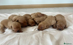 Labrador Retriever dogs for sale: Fox red Labrador puppies - Image 1