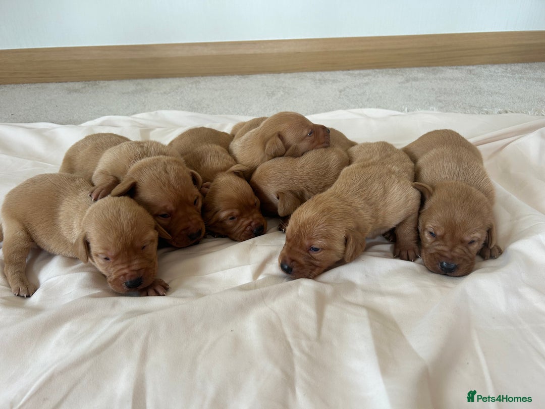 Labrador Retriever dogs for sale: Fox red Labrador puppies - Image 1