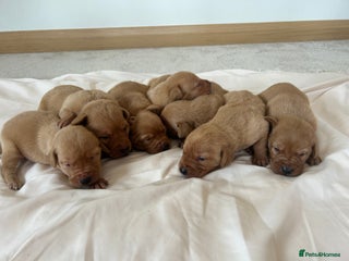 Labrador Retriever dogs - Advert 6