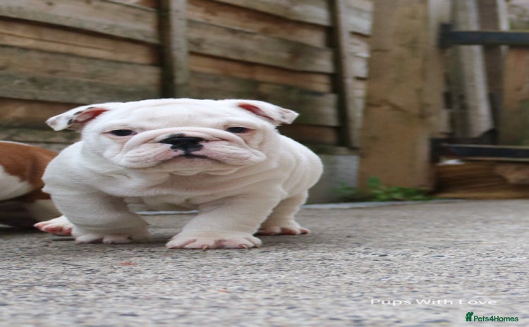 English Bulldog dogs - Advert 8