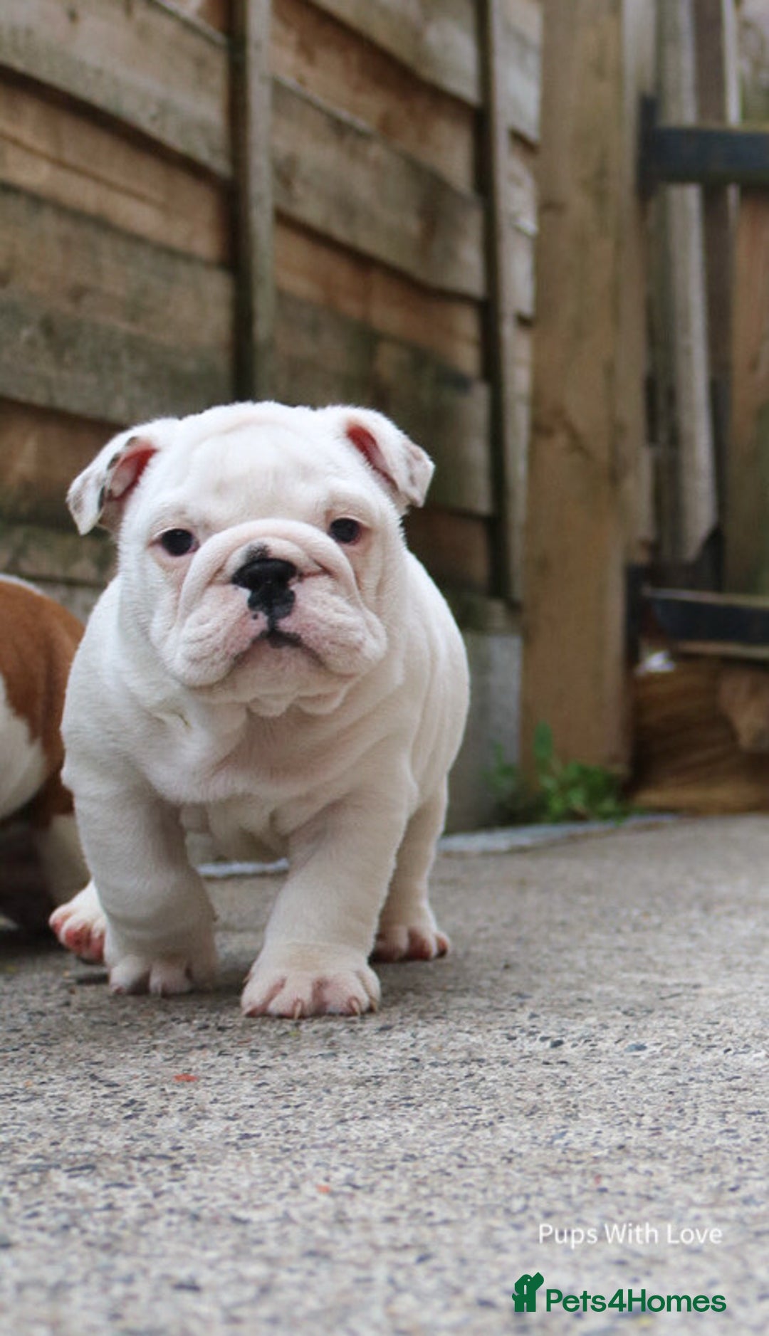 English Bulldog dogs for sale: ⭐ Exceptional Health Tested Parents ONLY 1 💙 left - Image 1