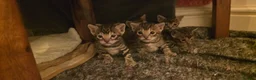 Bengal cats for sale: 🐾 Our beautiful Bengal kittens are now ready in Leicester - Advert 11