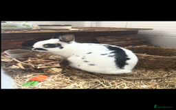 Netherland Dwarf rabbits for sale: 2 Netherland drawf rabbits  - Image 3