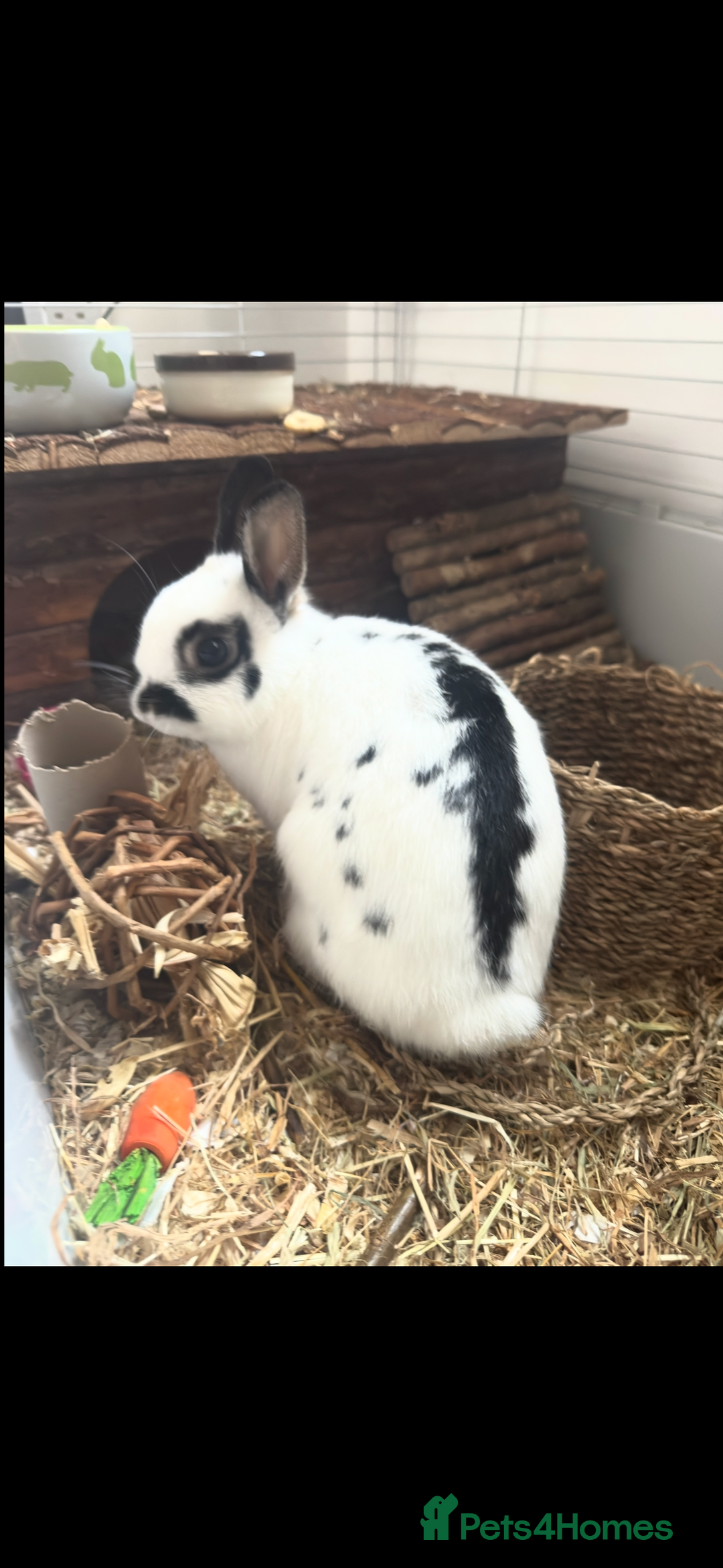 Netherland Dwarf rabbits for sale: 2 Netherland drawf rabbits  - Image 3