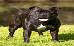 Staffordshire Bull Terrier dogs for stud: 🥨 Top Quality SBT Stud🥨 - Image 3