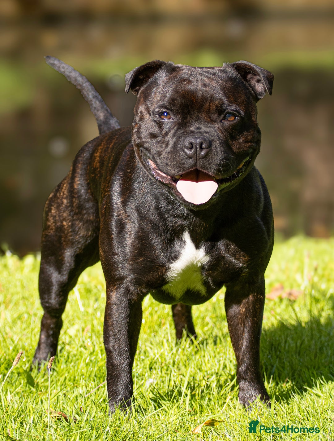 Staffordshire Bull Terrier dogs for stud: 🥨 Top Quality SBT Stud🥨 - Image 3