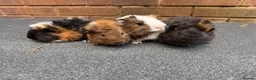Guinea Pig rodents for sale: Beautiful Baby  Guinea pigs  - Advert 14