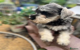 Miniature Schnauzer dogs for sale: Ready now top quality bundles of love - Image 4