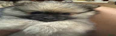 Pomeranian Puppy 4