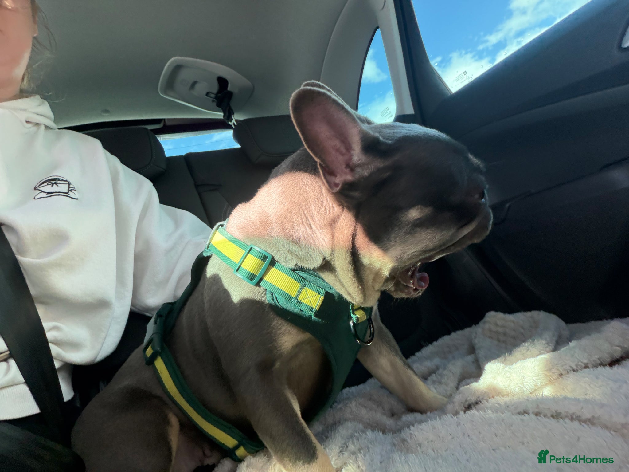 French Bulldog dogs for sale: LOVELY FEMALE FRENCHIE 4 yr old - Advert 3