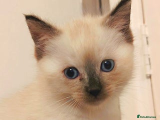 Tonkinese cats Gorgeous Tonkdoll kittens - Advert 18