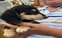 Miniature Dachshund dogs for sale: Cream Longhair Miniature Dachunds Ready Now - Image 8
