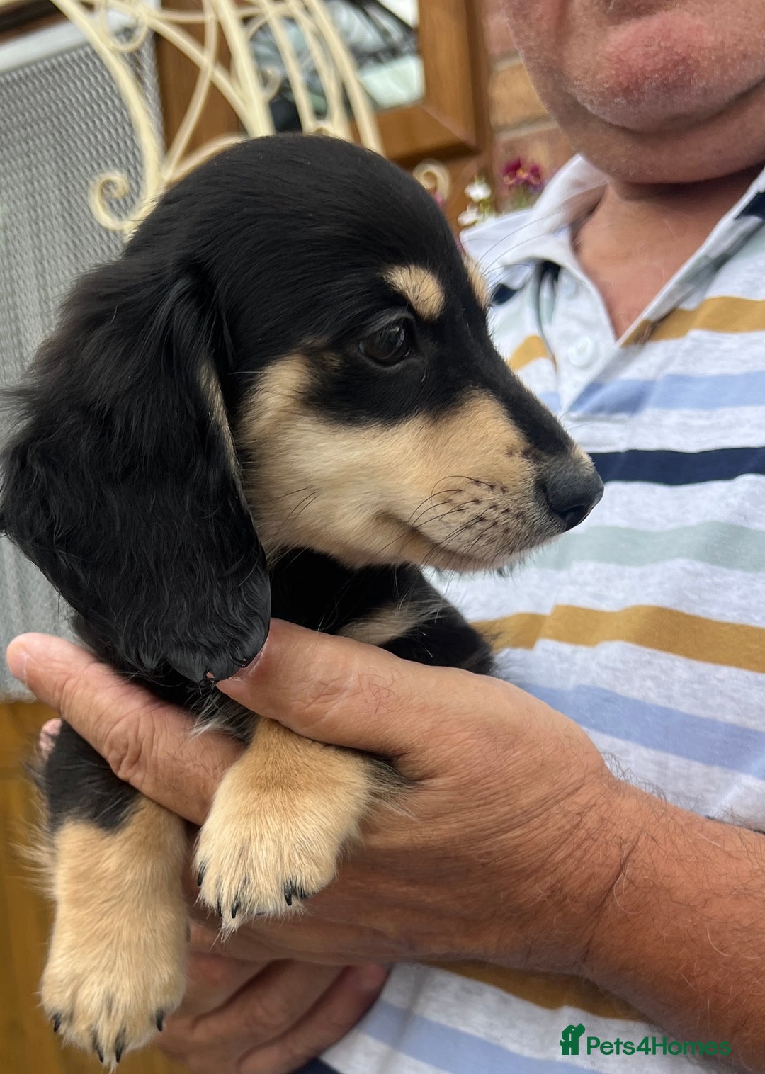 Miniature Dachshund dogs for sale: Cream Longhair Miniature Dachunds Ready Now - Image 8