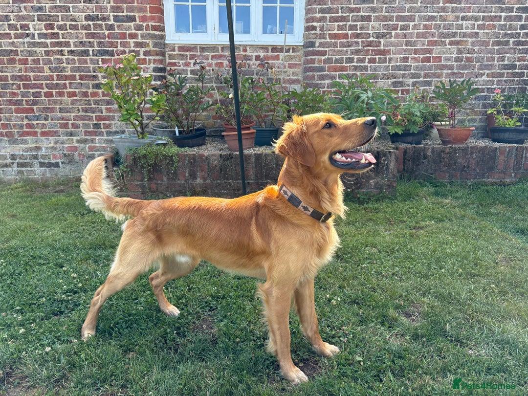 Golden Retriever dogs for sale: Gorgeous Golden Retriever Male  - Image 2