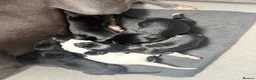 Whippet dogs for sale: KC registered whippet puppies  - Advert 2
