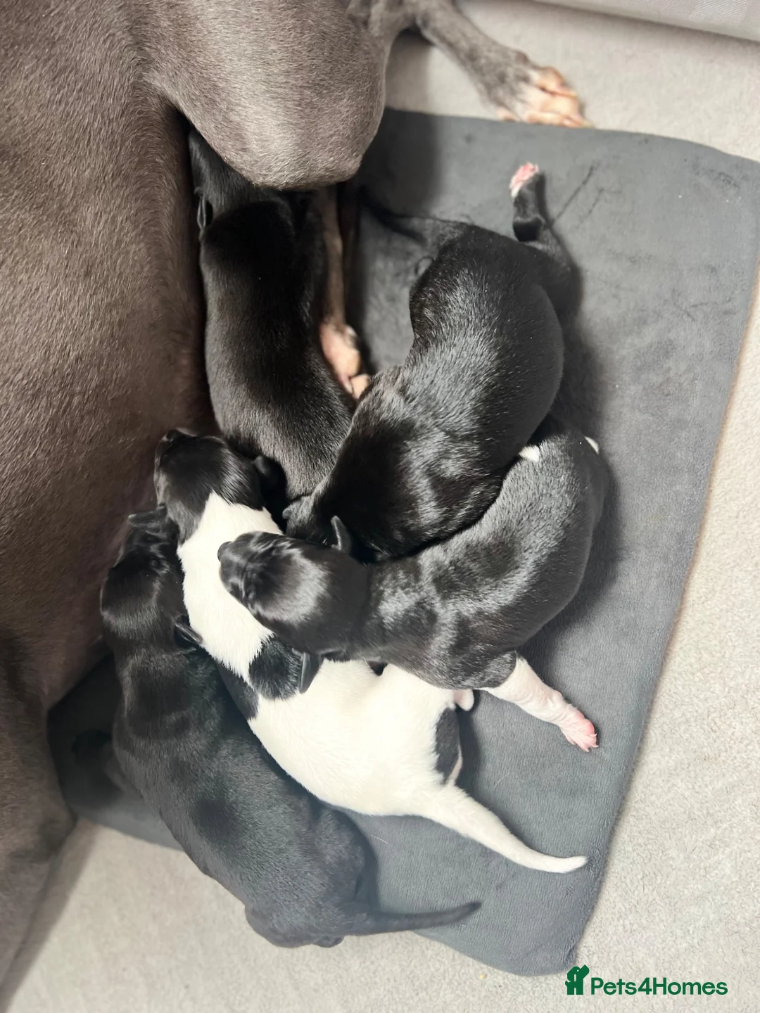 Whippet dogs for sale: KC registered whippet puppies  - Advert 2