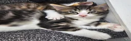 Maine Coon cats for sale: 7 main coon kittens  - Advert 1