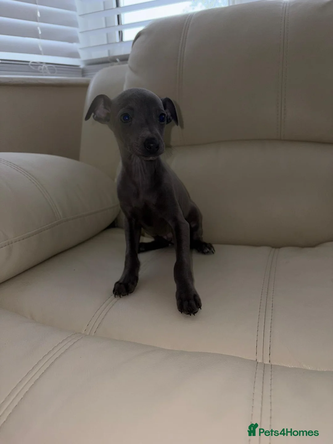 Italian Greyhound dogs for sale: Ready to leave Adorable Italian Greyhound Puppy  - Advert 2