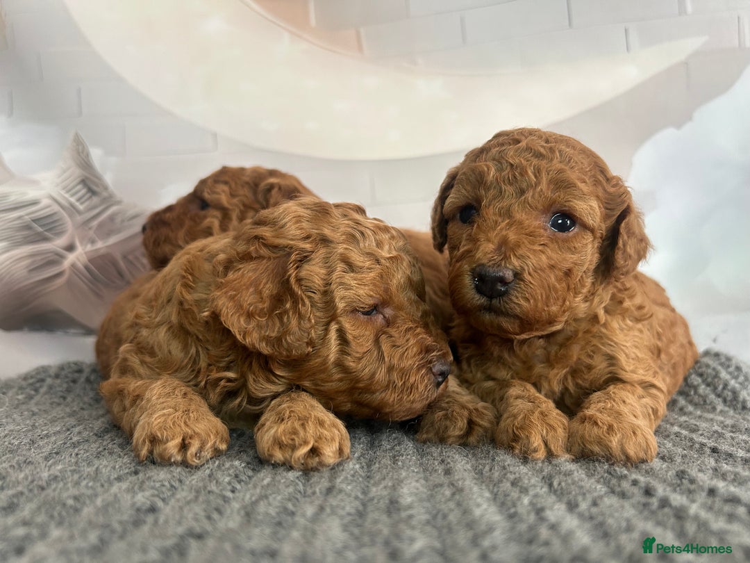 Toy Poodle dogs for sale: KC registered tiny toy poodles  - Image 1