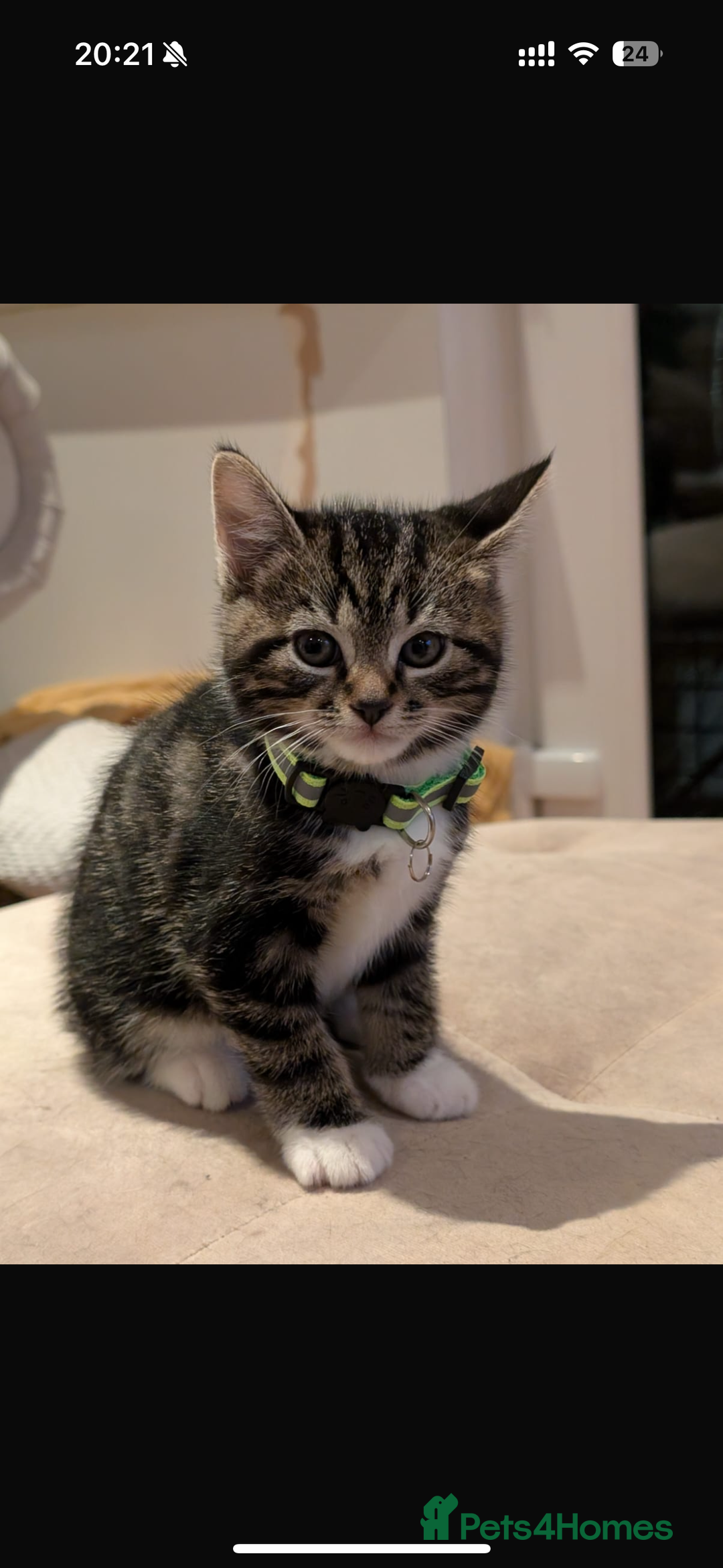 Mixed Breed cats for sale: Gorgeous mixed breed bengal and calico kittens - Advert 9