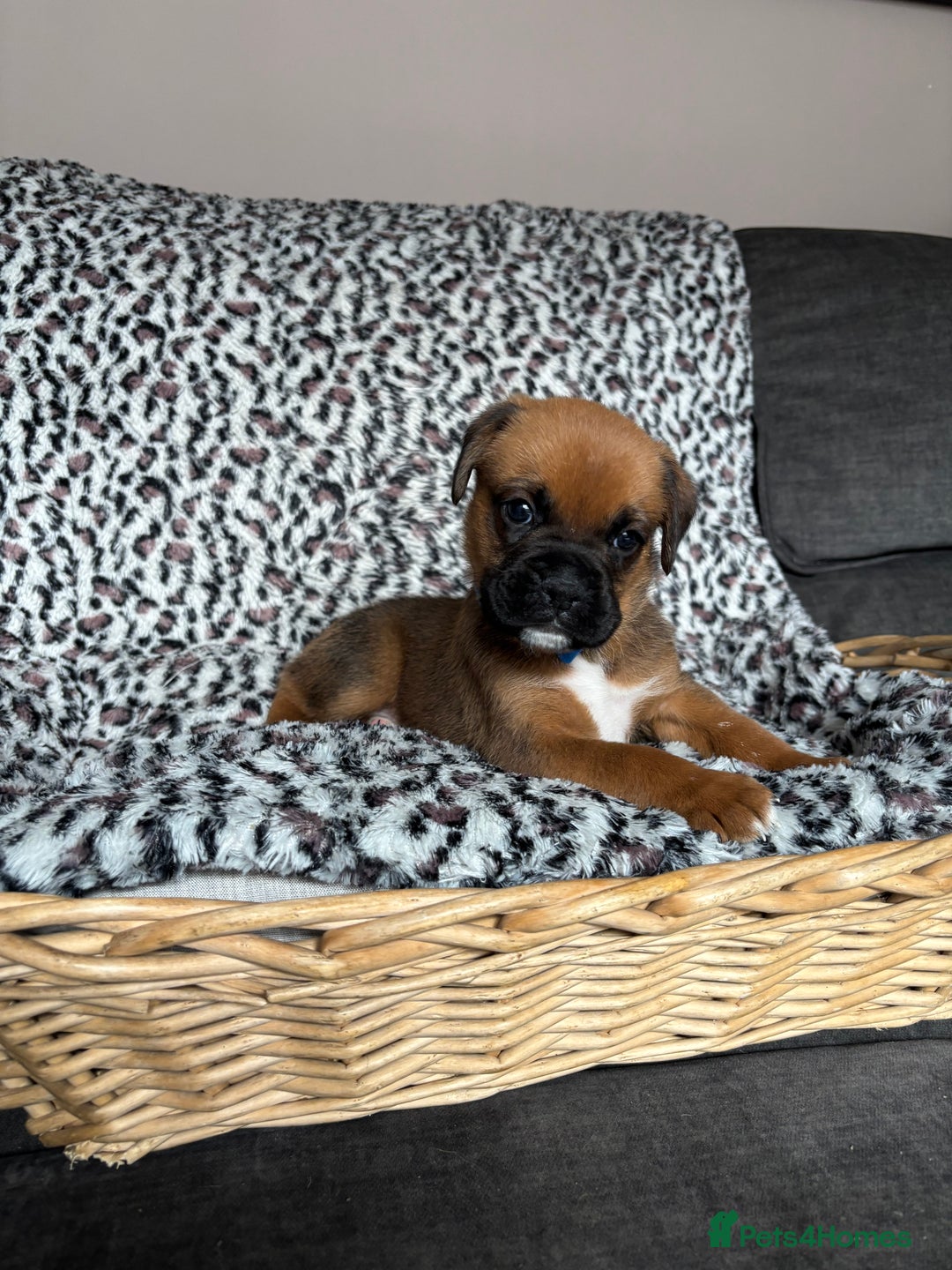 Boxer dogs for sale: Gorgeous boxer puppies for sale  - Image 5