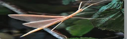 Stick Insects invertebrates for sale: Pink Winged Stick Insect Sipyloidea sipylus  - Advert 1