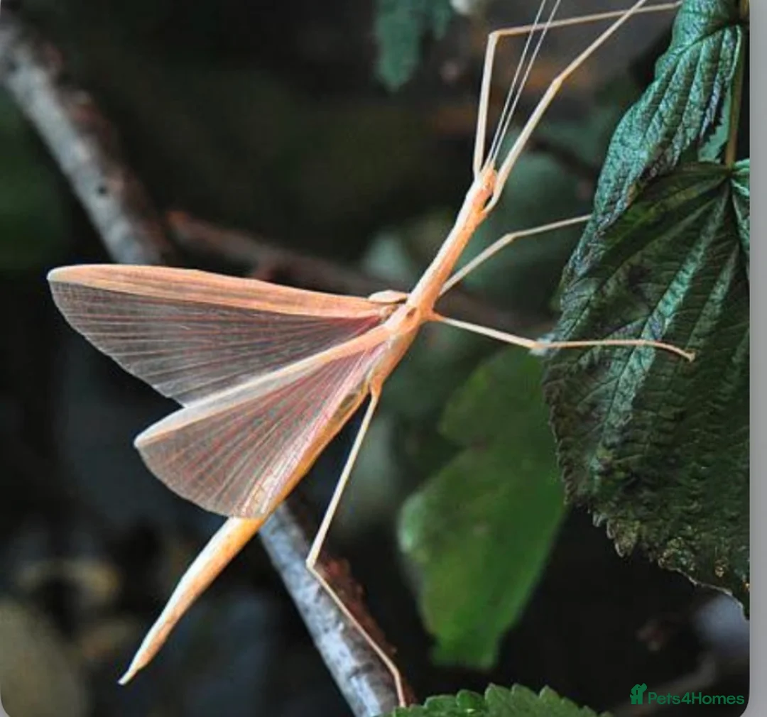 Stick Insects invertebrates for sale: Pink Winged Stick Insect Sipyloidea sipylus  - Advert 1