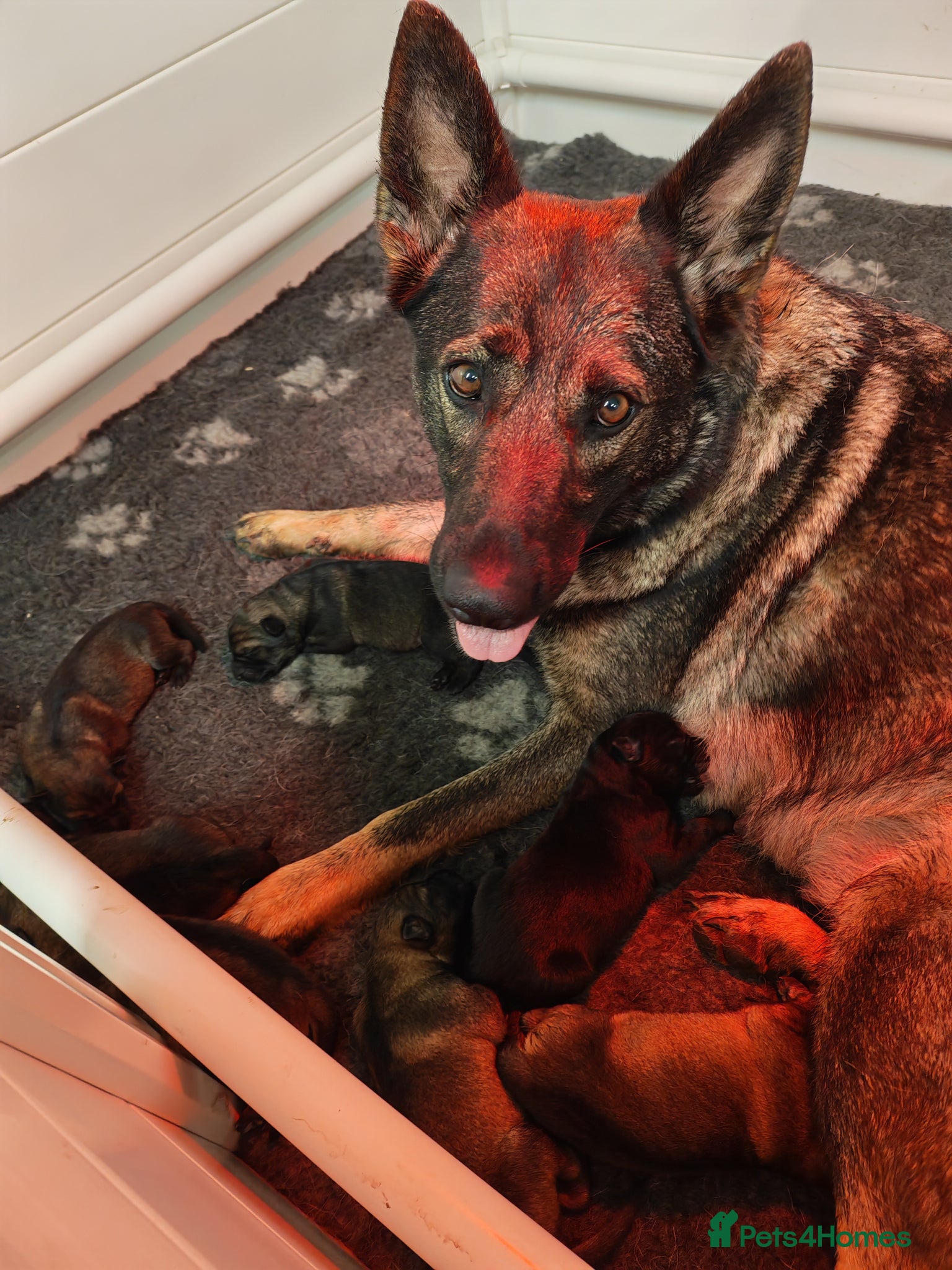 German Shepherd dogs 1st pick KC dog  - Advert 2