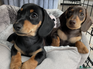 Miniature Dachshund dogs 2 Smooth Haired Minatare Dachshund Puppy Girls - Advert 12
