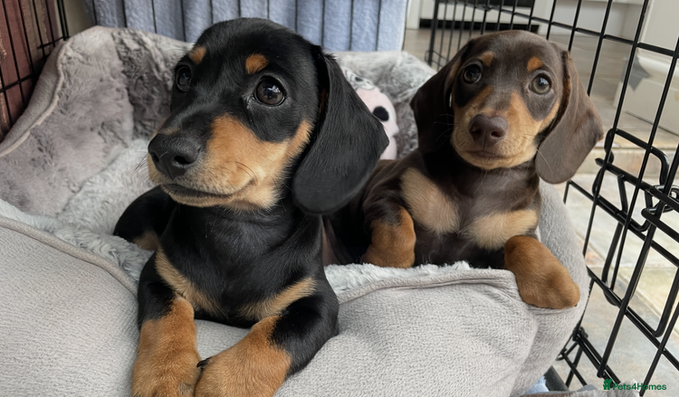 Miniature Dachshund dogs - Advert 8