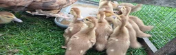 Ducks poultry for sale: Muscovy ducklings in Gloucester - Advert 1