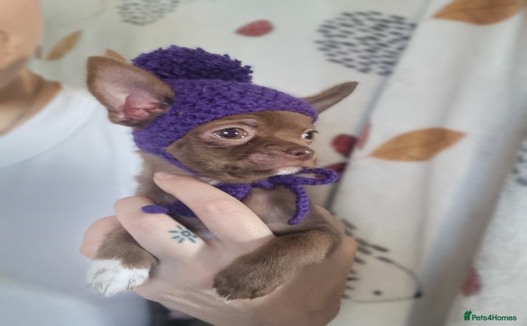 Chihuahua dogs - Advert 14